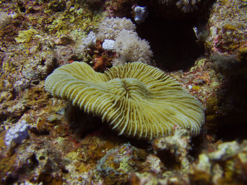Mushroom Coral