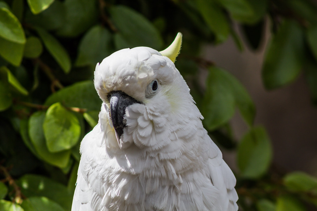 Lesser Sulphur-Crested Cockatoo