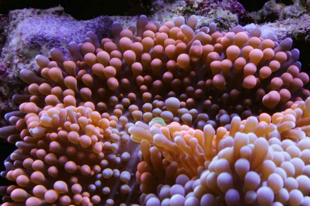 Ricordea Coral
