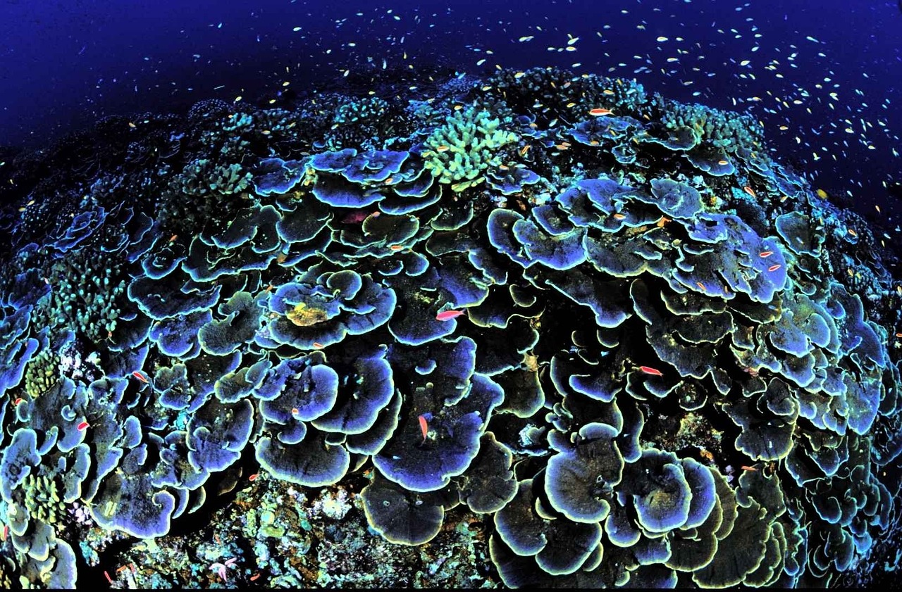 Montipora Coral