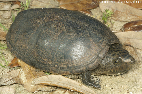 Musk Turtle