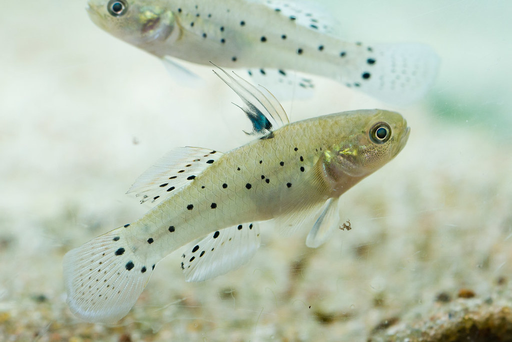 Knight Goby