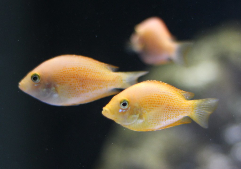 Orange Chromide
