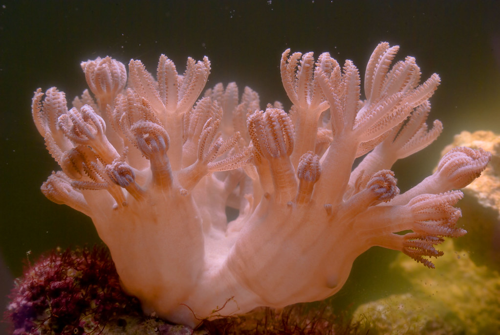 Pulsing Xenia