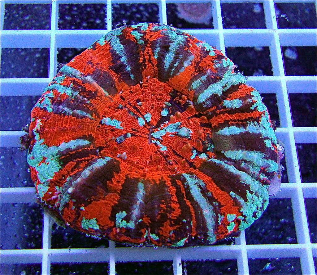 Scolymia Coral