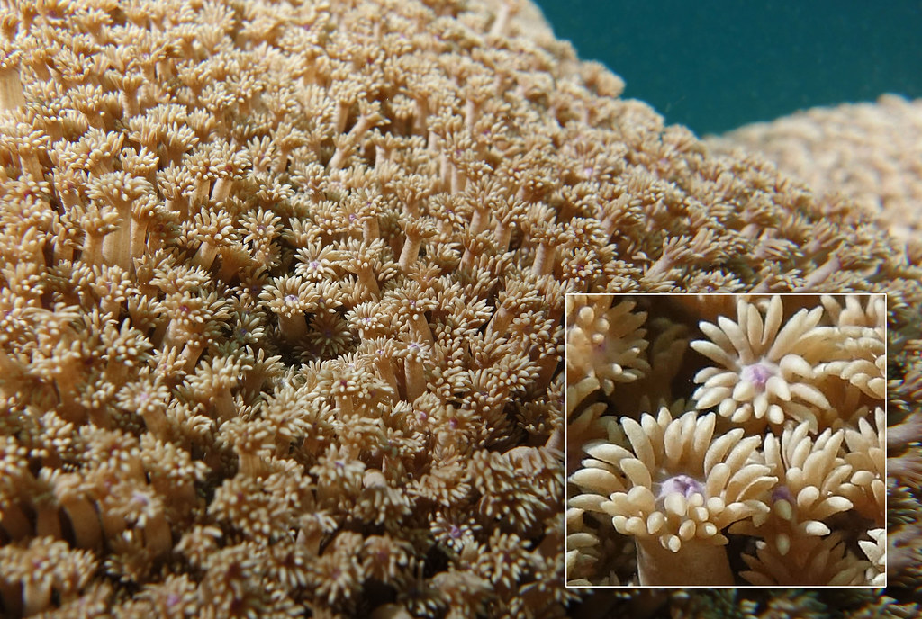 Goniopora Coral