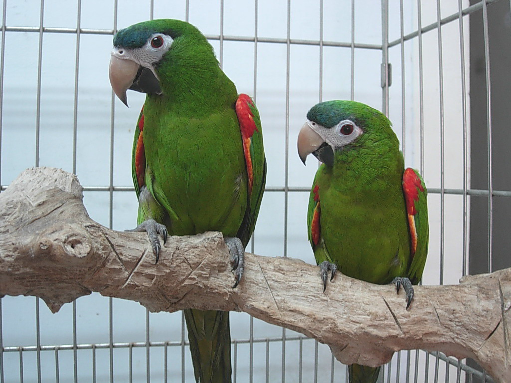 Hahn’s Macaw
