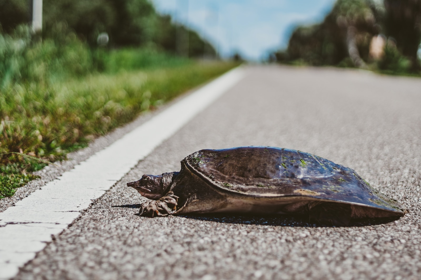 Softshell Turtle