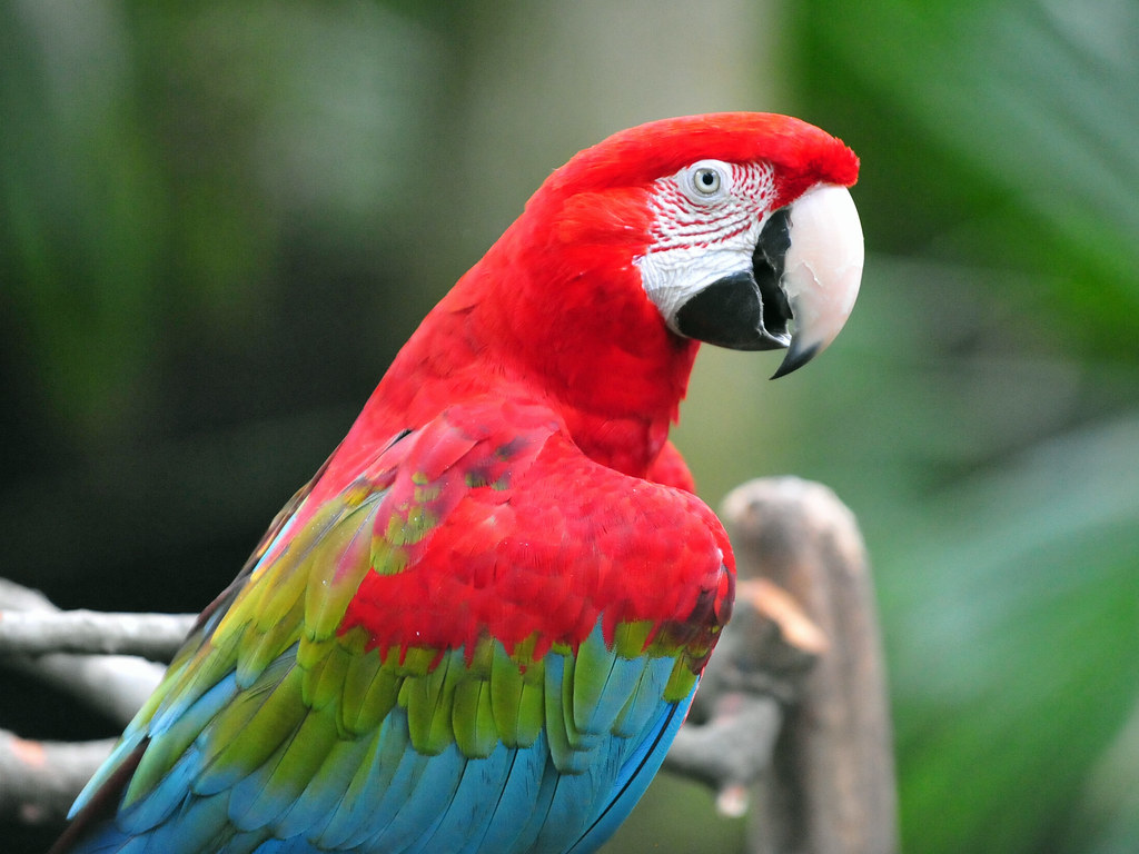 Green-Winged Macaw