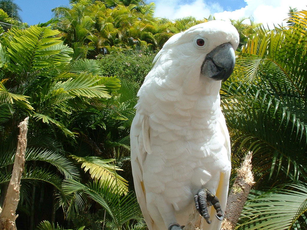 Umbrella Cockatoo