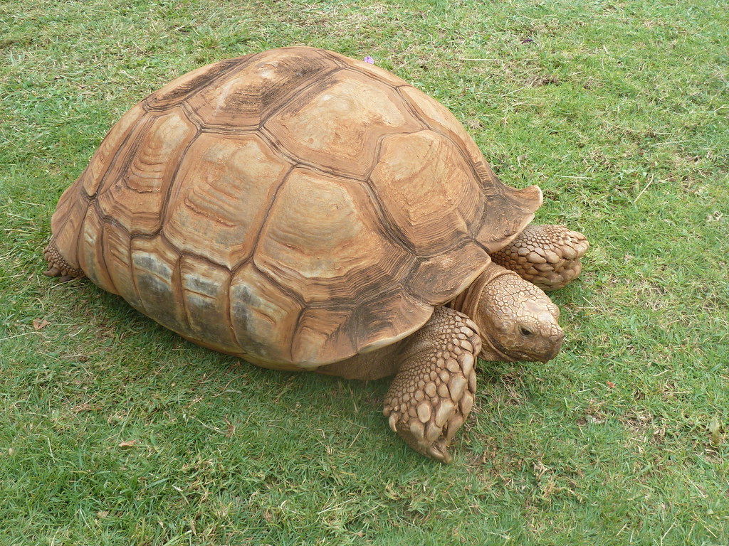 Sulcata Tortoise