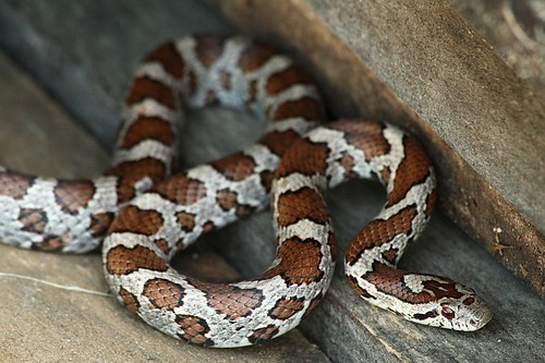 Milk Snake